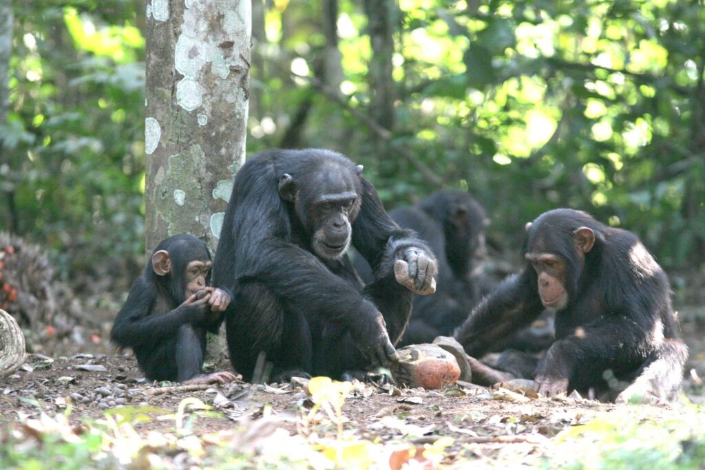 Chimpanzés transmitem inovações entre gerações – 23/11/2024 – Ciência