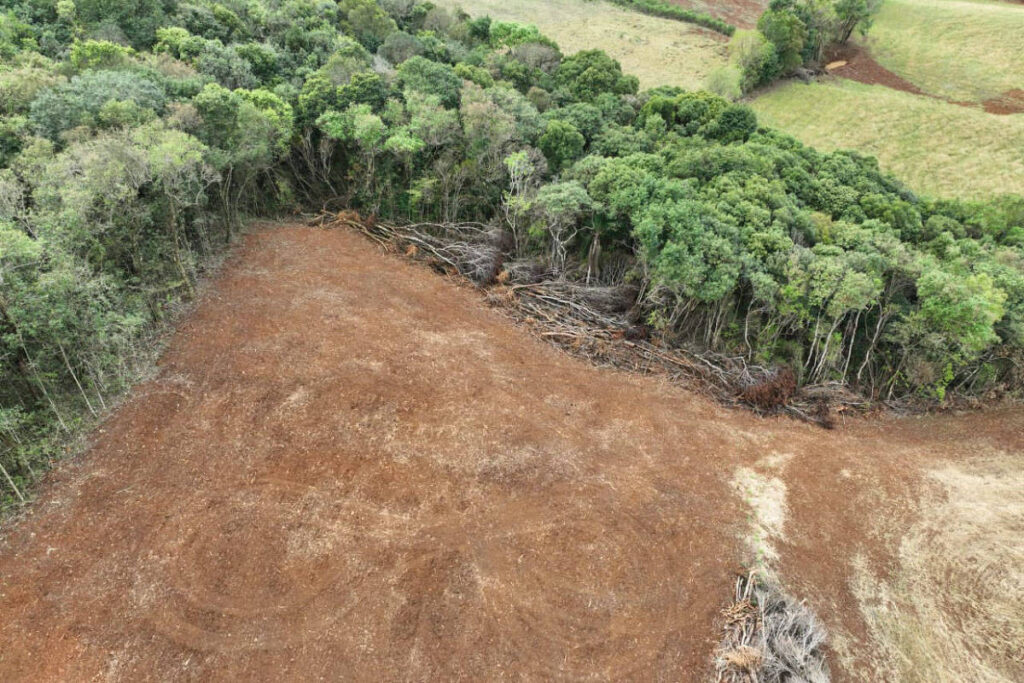 Governo do Paraná quer retirar poder de conselho ambiental – 22/11/2024 – Ambiente