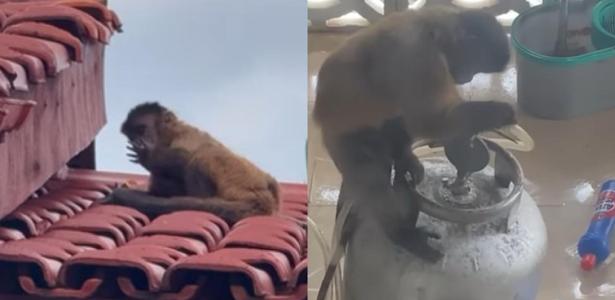 macaco invade casa com faca e tenta abrir botijão