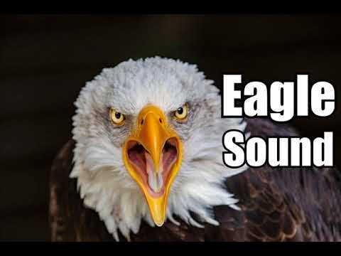 10 Minutes – Eagle Sound Effects – different Eagle sounds * HIGH QUALITY *