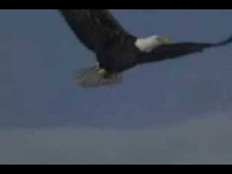 Fly Like An Eagle Steve Miller Band