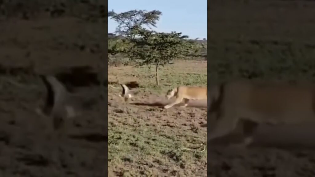 Watch the Epic Battle Between Lion and Eagle!