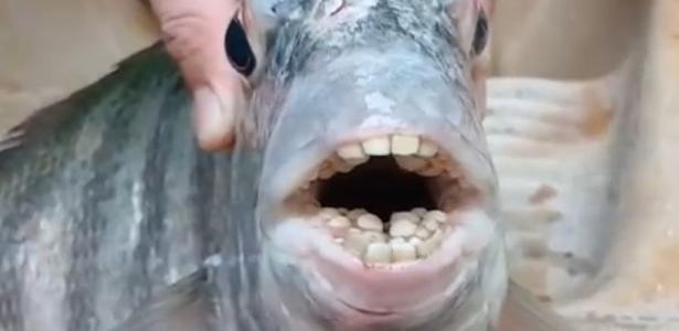 Peixe com ‘dentes humanos’? Conheça animal pescado no Espírito Santo