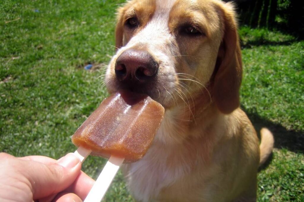 Pet e calor: aprenda receitas refrescantes e práticas – 11/02/2025 – Bom Pra Cachorro