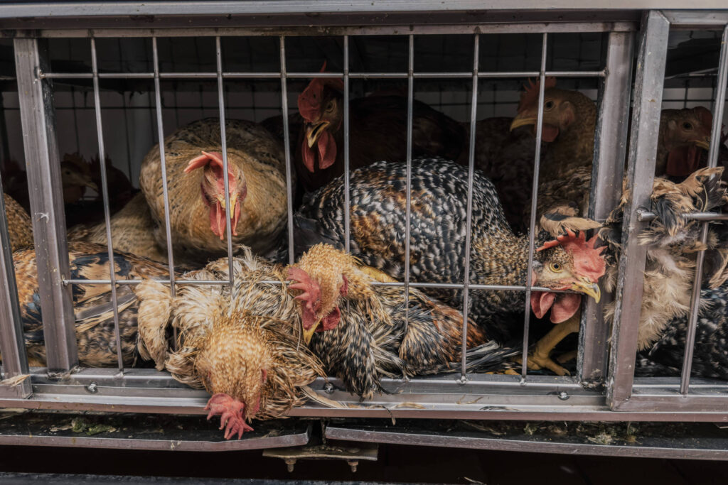 Gripe aviária leva ao fechamento de mercados de aves em NY – 10/02/2025 – Equilíbrio e Saúde