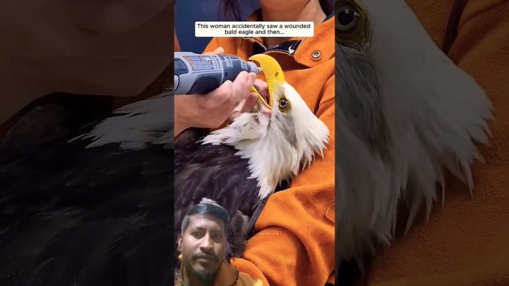 Rescue🦅🦅 eagle 🦅🦅#shorts#youtubeshorts#greenscreenshorts