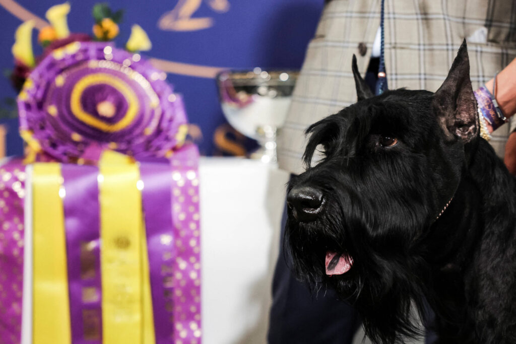 Schnauzer gigante vence concurso de cães nos EUA; veja – 13/02/2025 – Bom Pra Cachorro