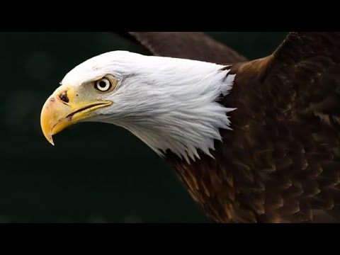 Eagles Super Bowl LIX Fan Hype Video