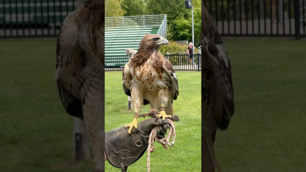 Birds of prey #shorts #africa #eagles #birdsofprey