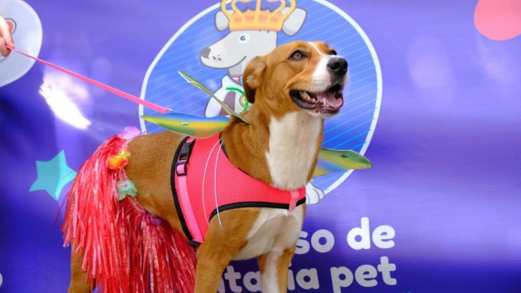 SP tem bailinho de Carnaval pet e evento de adoção – 21/02/2025 – Bom Pra Cachorro