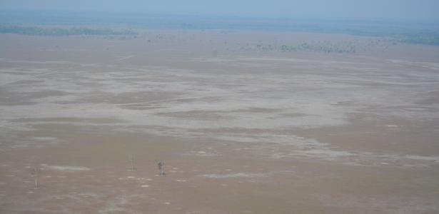 Cinco mil búfalos selvagens devastam reserva e criam ‘deserto’ na Amazônia