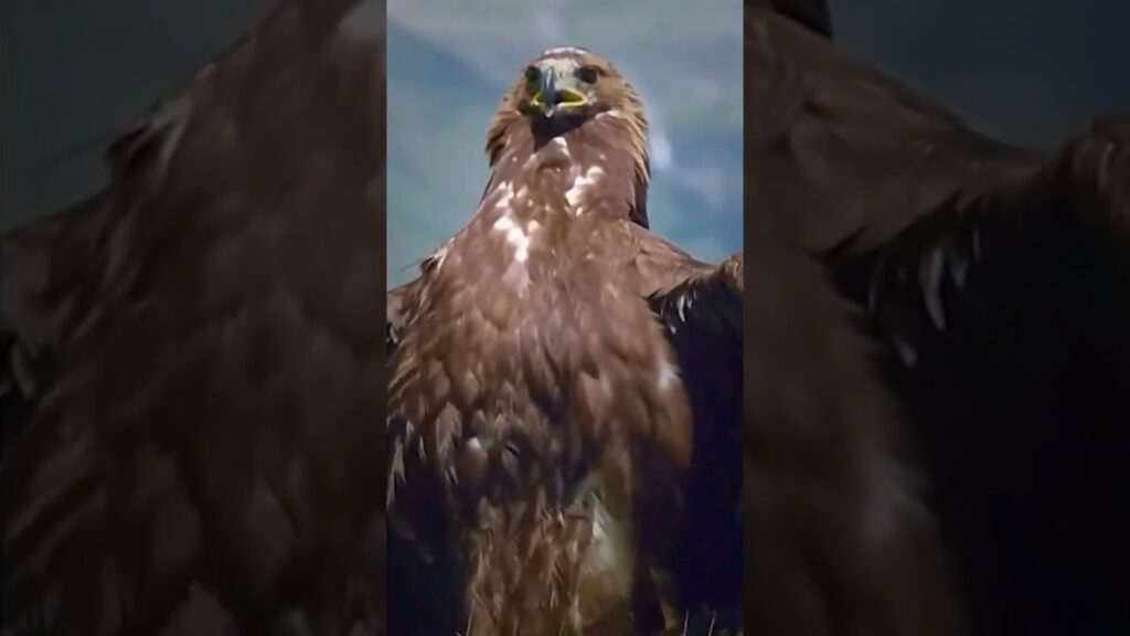 Flying Eagle Attack #shortsfeed #shorts #short #eagles #attack #bird